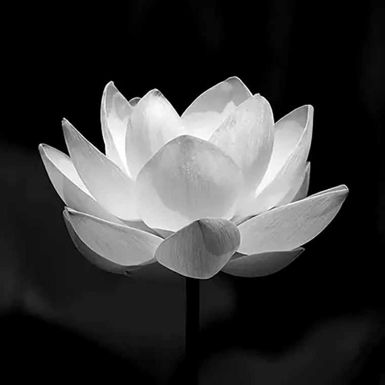 Ảnh Hoa Sen Đen: Biểu Tượng Sâu Lắng Cho Lời Chia Buồn Thâm Trầm