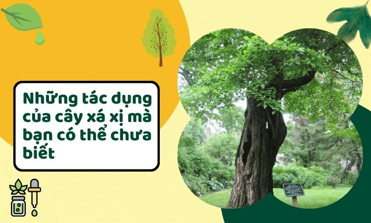 Những tác dụng của cây xá xị mà bạn có thể chưa biết