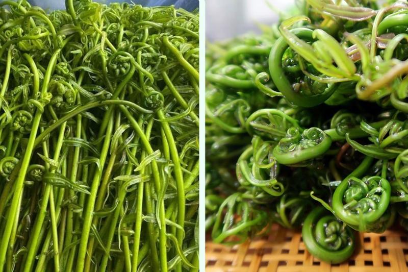 Rau choại​ là rau gì? Có lợi ích gì đối với sức khỏe?