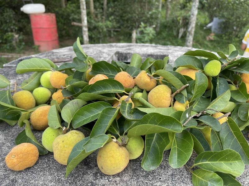 Quả chay là quả gì? Quả chay có tác dụng gì với sức khỏe?