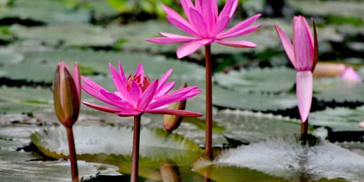 Cách trồng hoa súng trong chậu đơn giản tại nhà